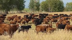 1.8 million increase in the number of cattle in the country in a year